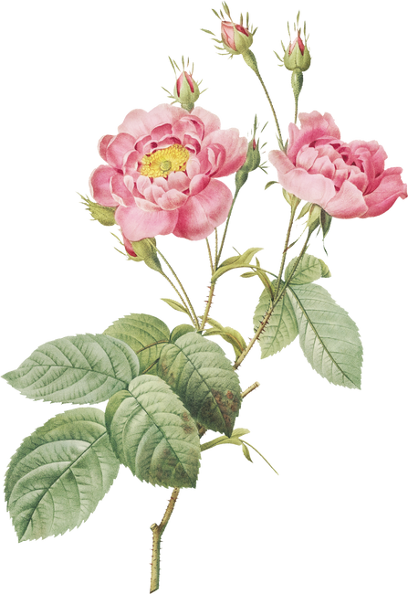 Peony Flower Illustration